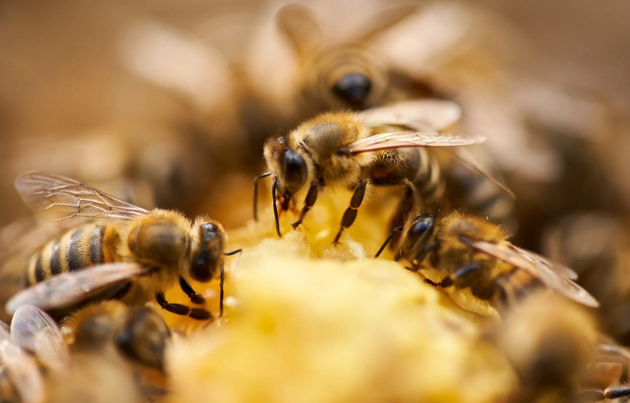 honey bees swarming the hive
