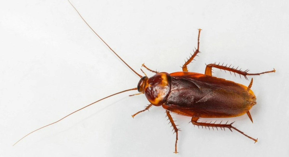 american cockroach close up 