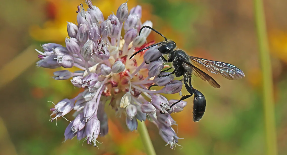 Grass Carrying Wasp on purple flower