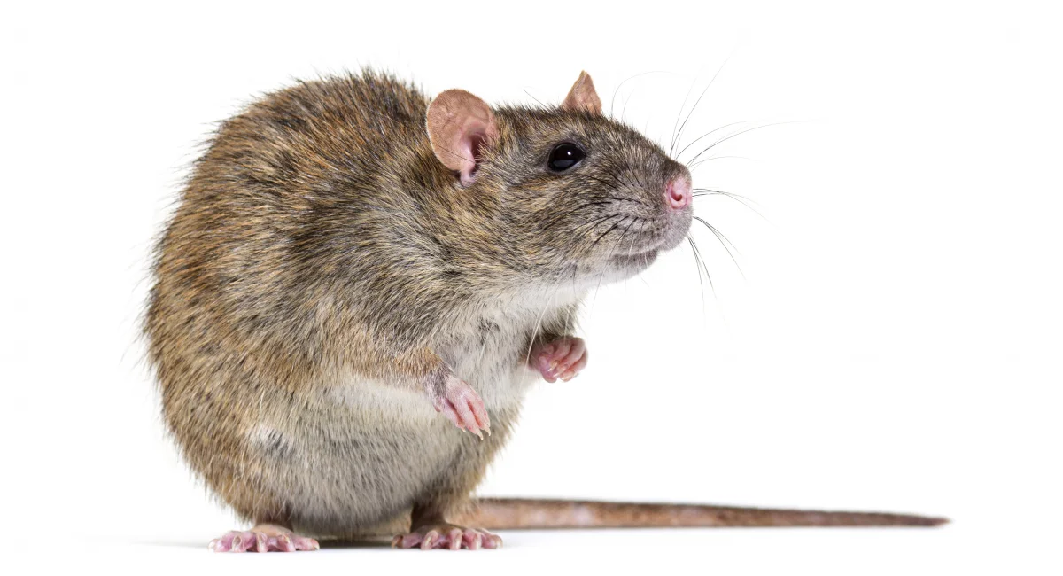 Brown rat