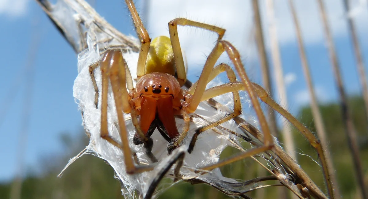 A yellow sac spider