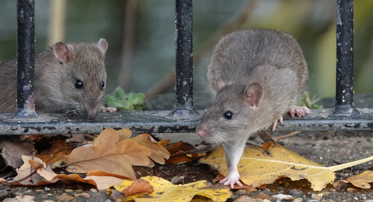 two brown rats climbing through fence 