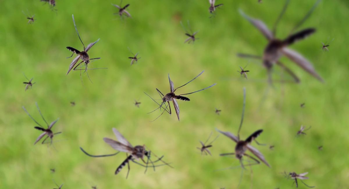 Lots of mosquitoes flying around