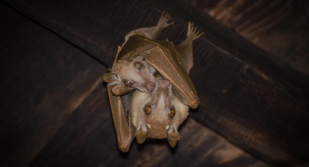 bat at home