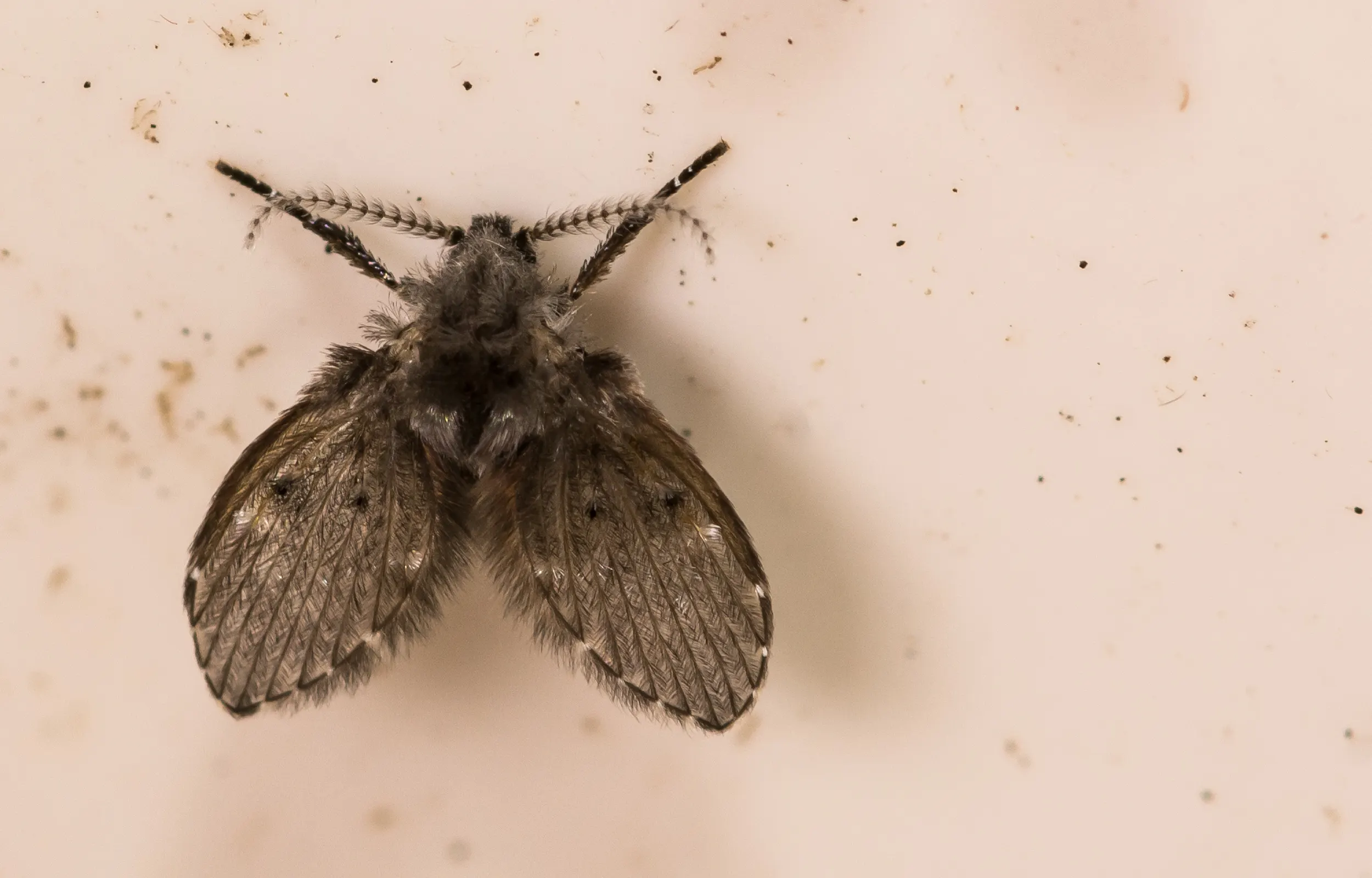 Drain fly