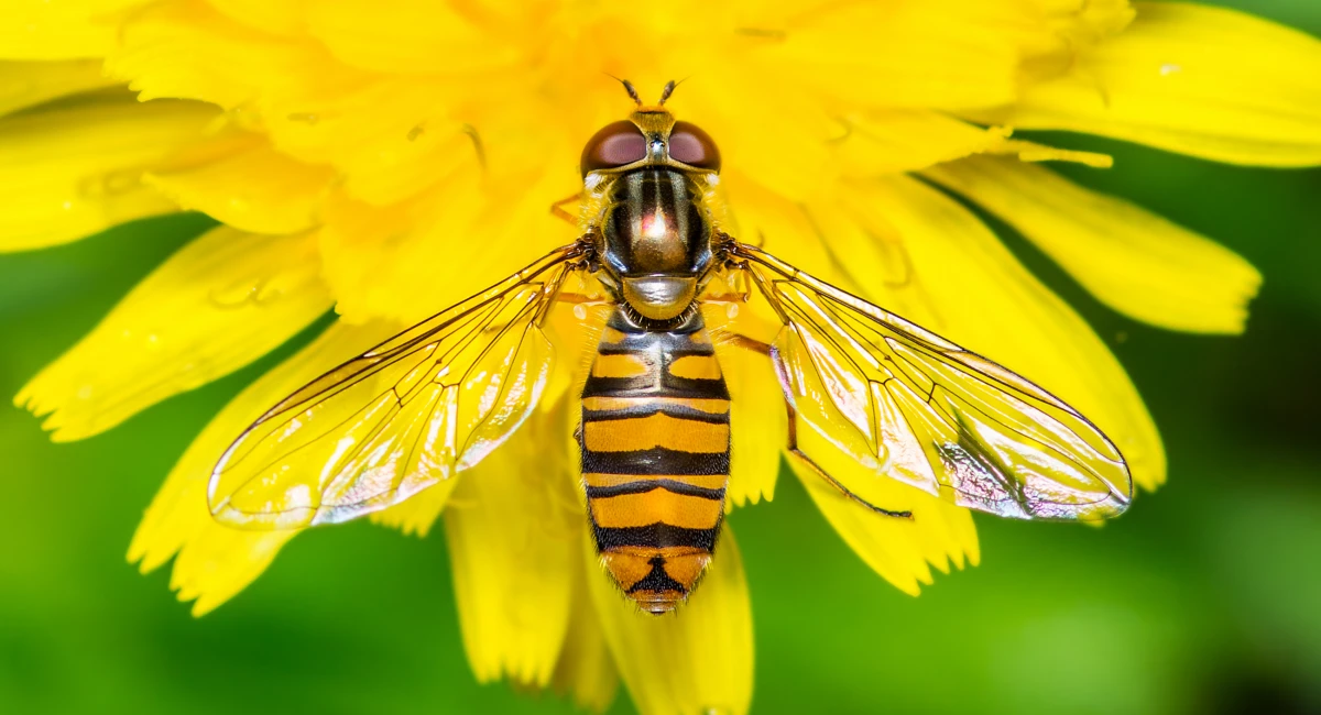 Hoverfly with wings exposed on yellow dandelion