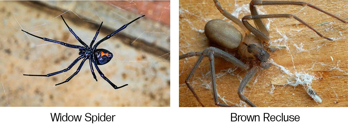 Widow spider and brown recluse spider 