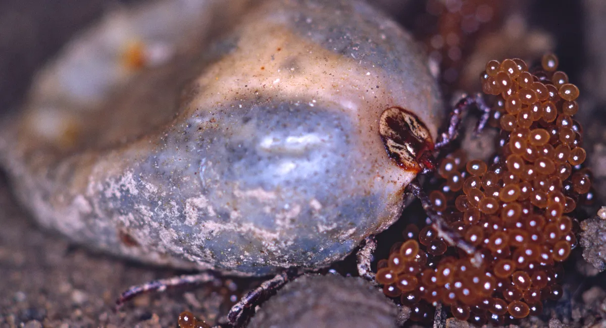 A tick laying “caviar-like” eggs.