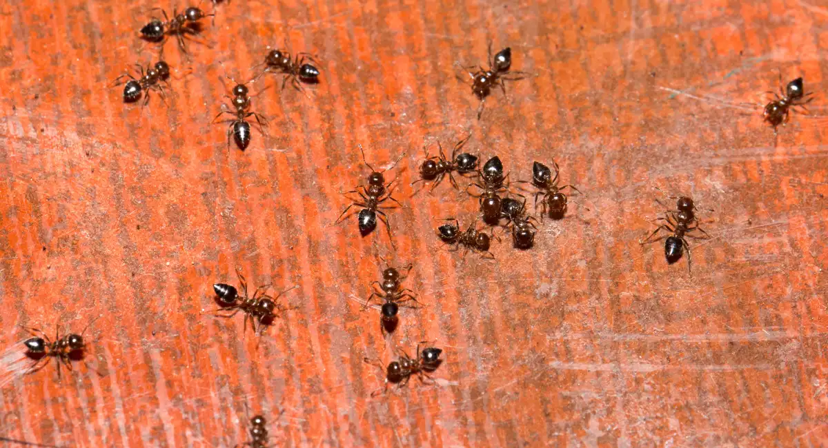 Close up of ant swarm running around