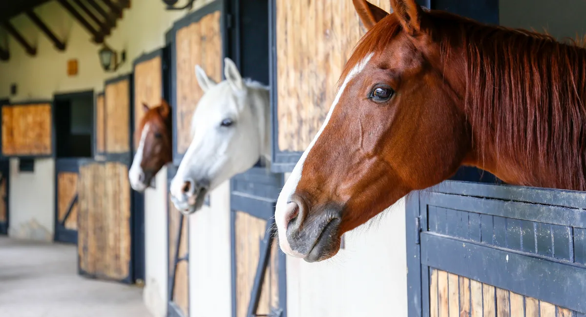 Keeping Your Barn Rodent-Free This Winter