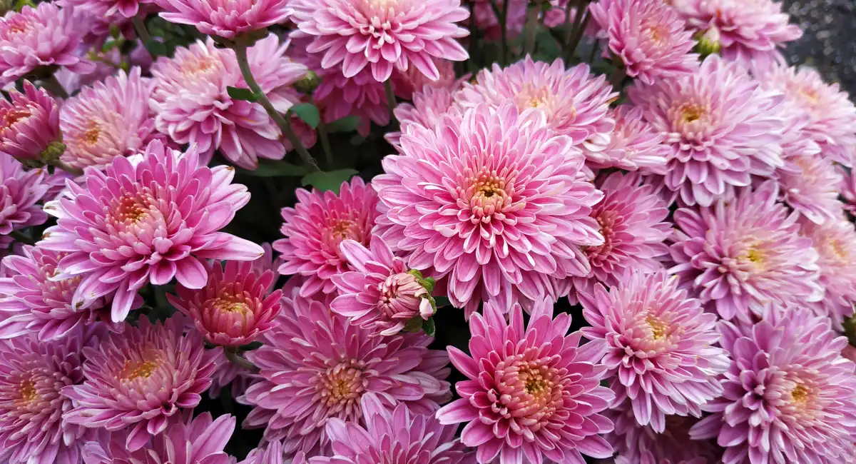 chrysanthemums in full bloom