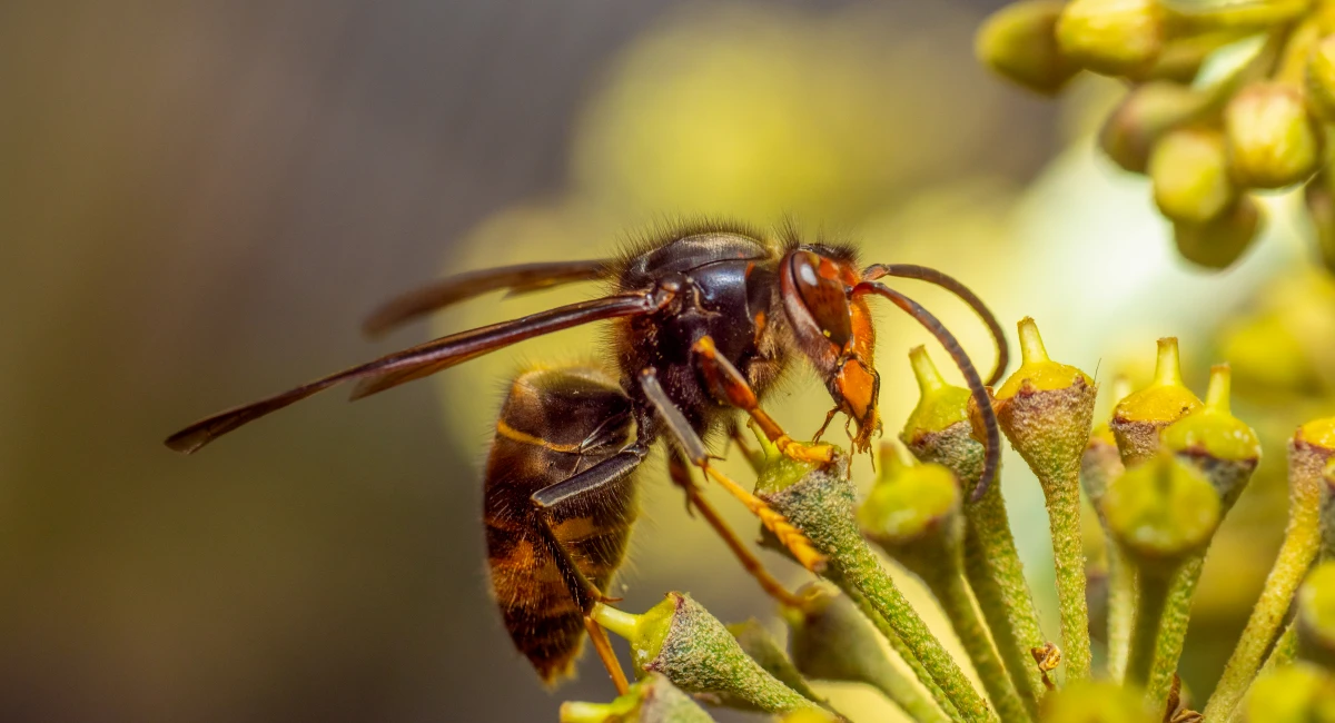 Asian hornet on ivy plant