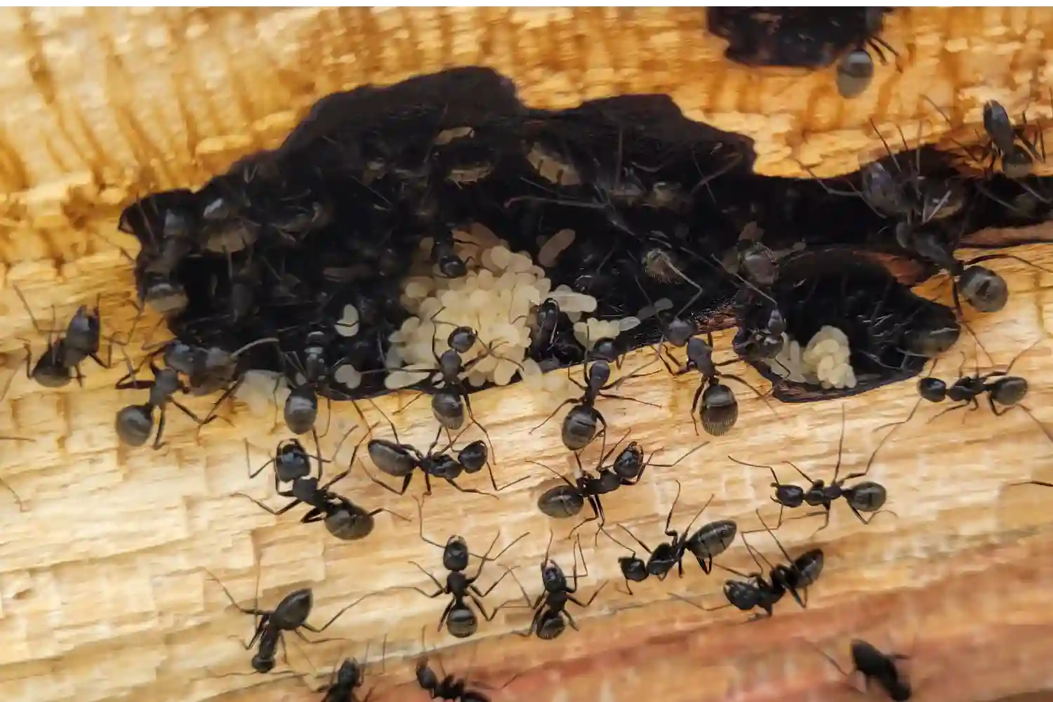 Carpenter ants nesting in wood