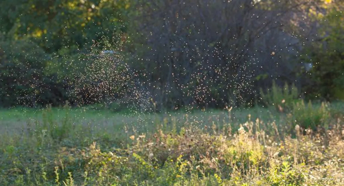 swarm of gnats outside 