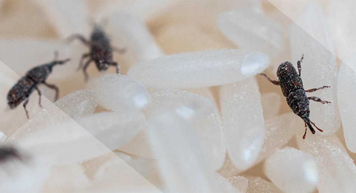 Rice weevils in rice 