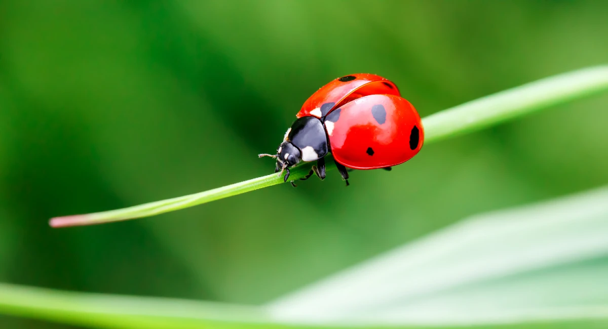 ladybird sitting on leaf