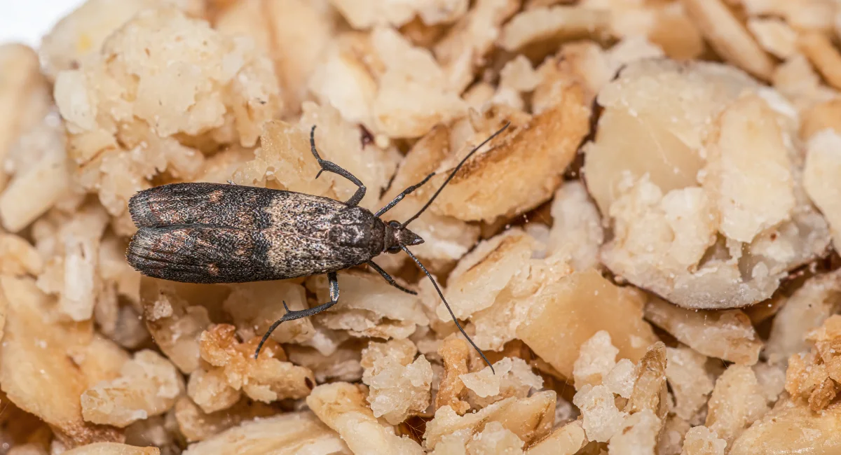 close up of indian meal moth sitting on oats