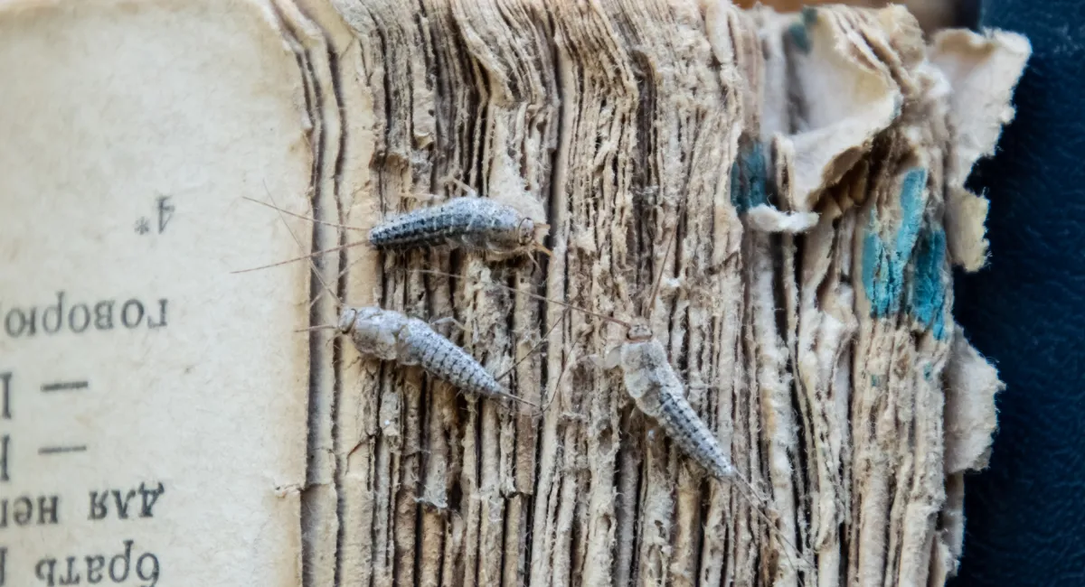 Three Silverfish on torn cover of book