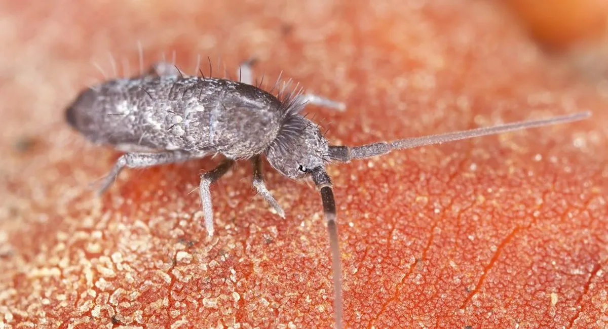 Springtail up close 