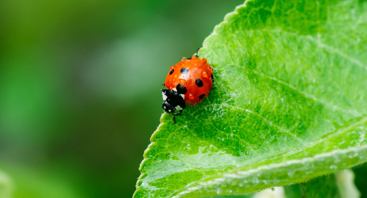 Ladybird with droplets on its back on leaf