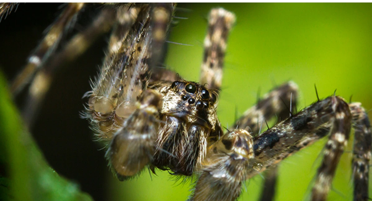 wolf spider close up 