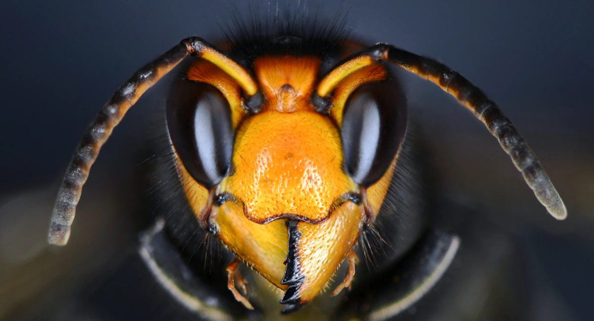 Asian giant hornet head close up on face