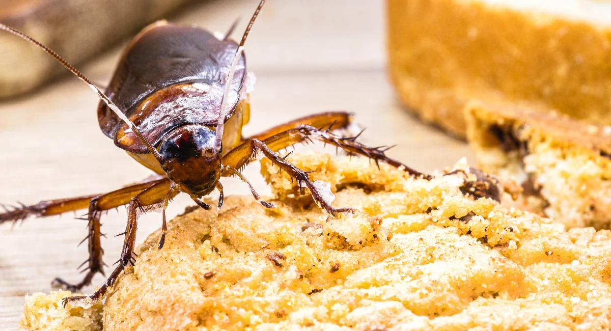 Cockroach eating cookie scraps