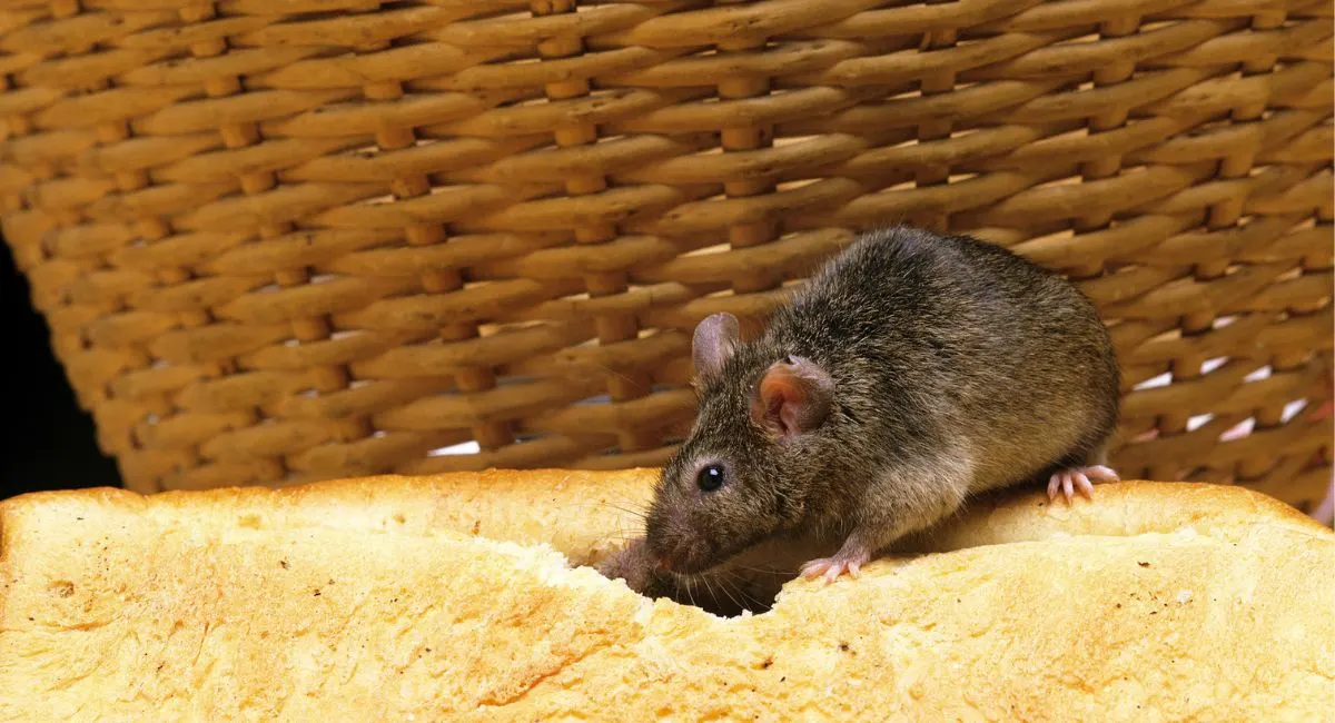 Mouse eating out of bread loaf
