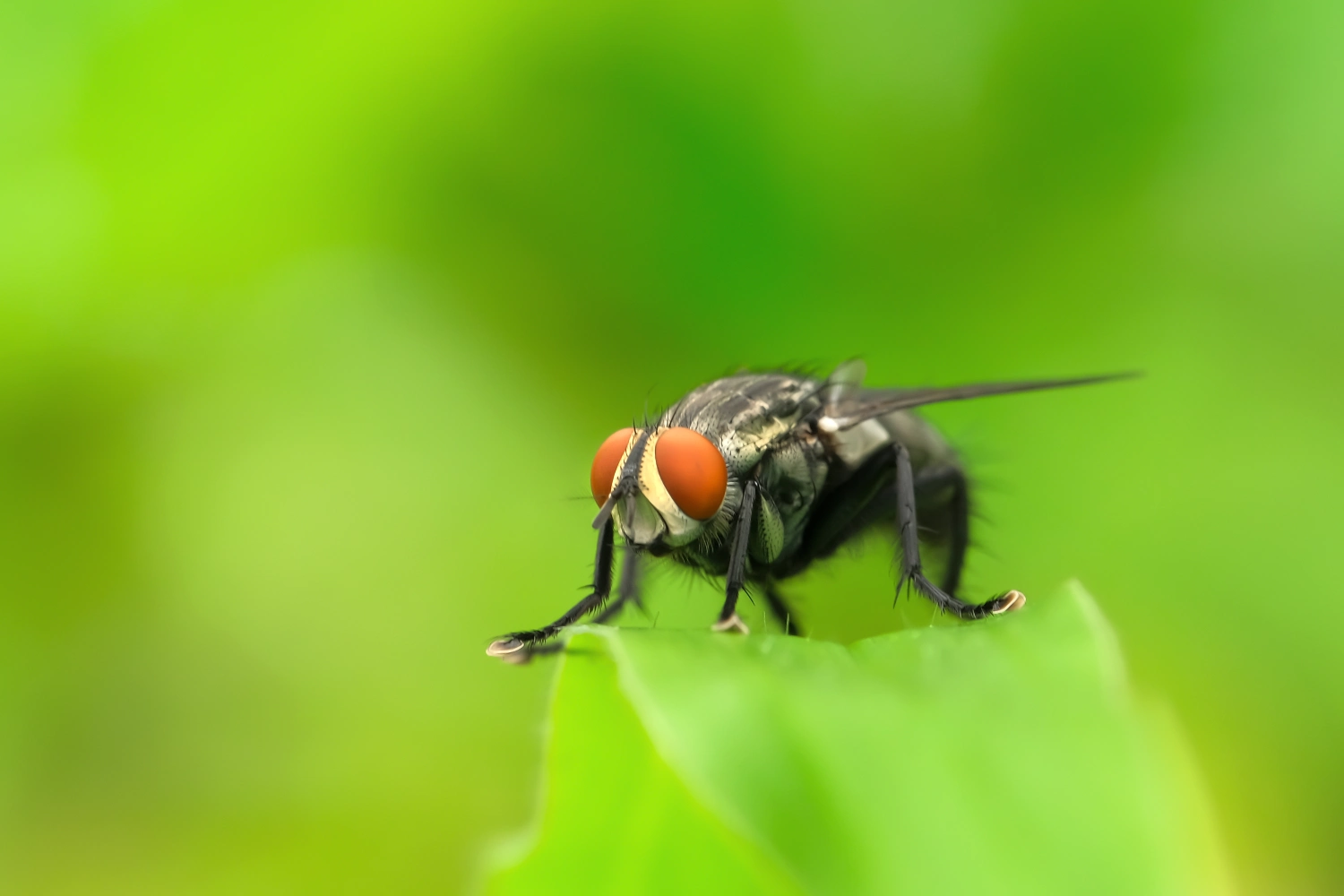 Closeup of a fly