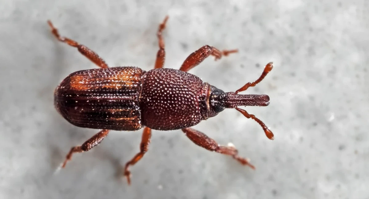 Rice weevil