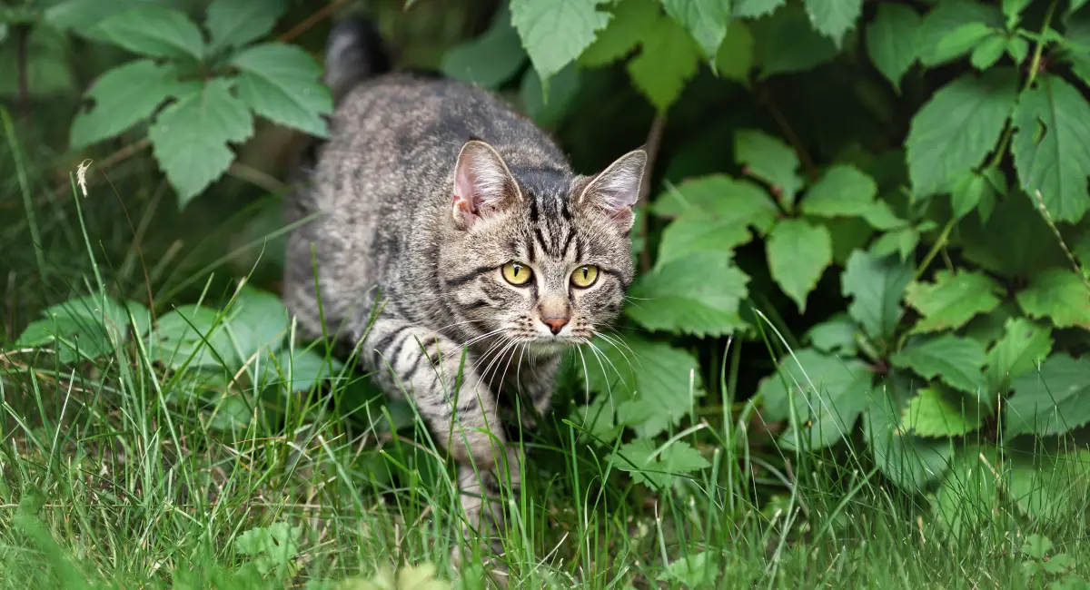 Young tabby domestic cat hinting for mice