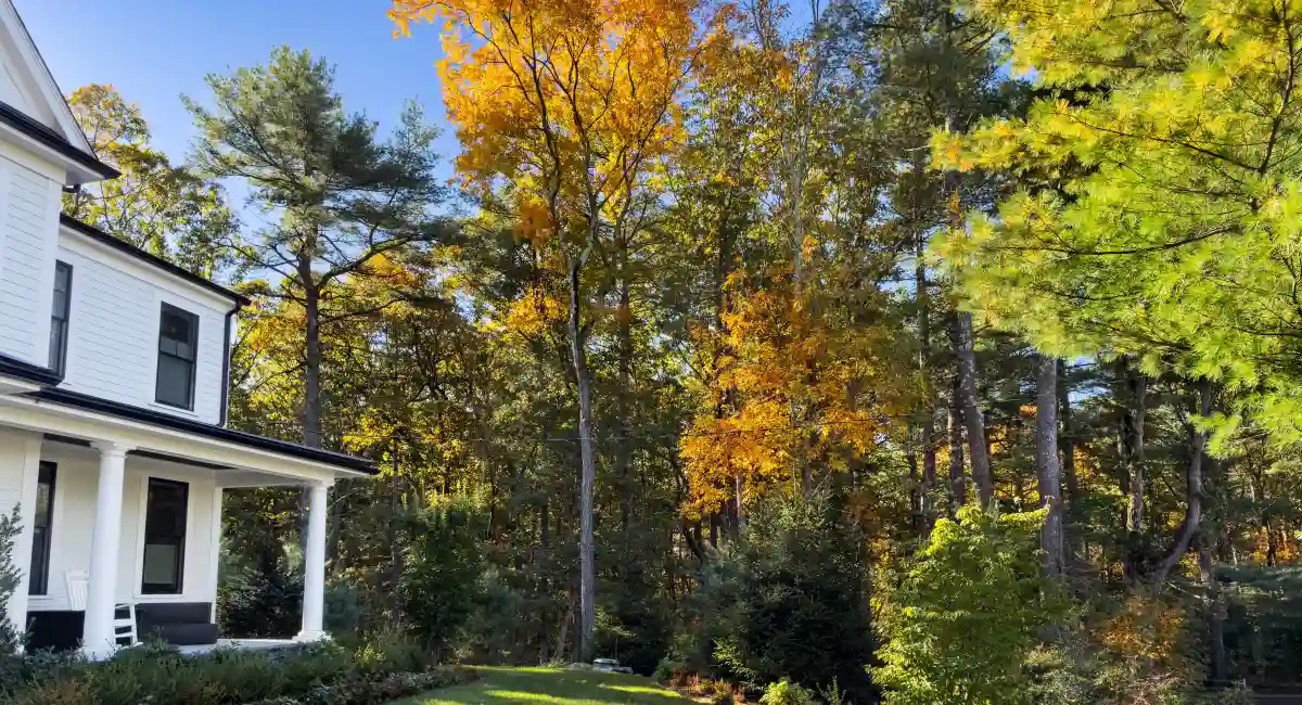 Trees in fall around a suburban New England home