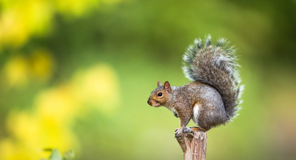squirrel