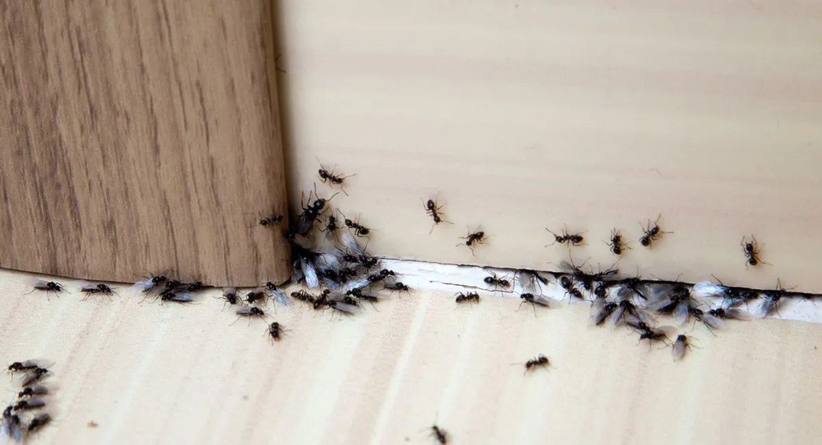 Ants in home baseboard