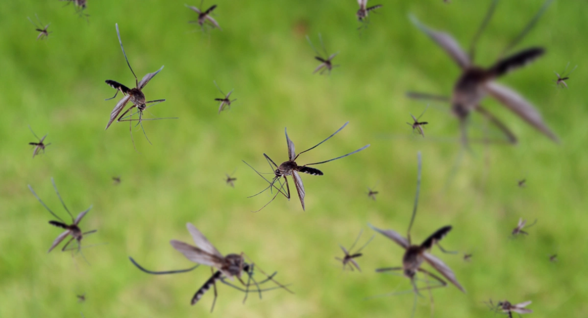 mosquitos flying in a group 