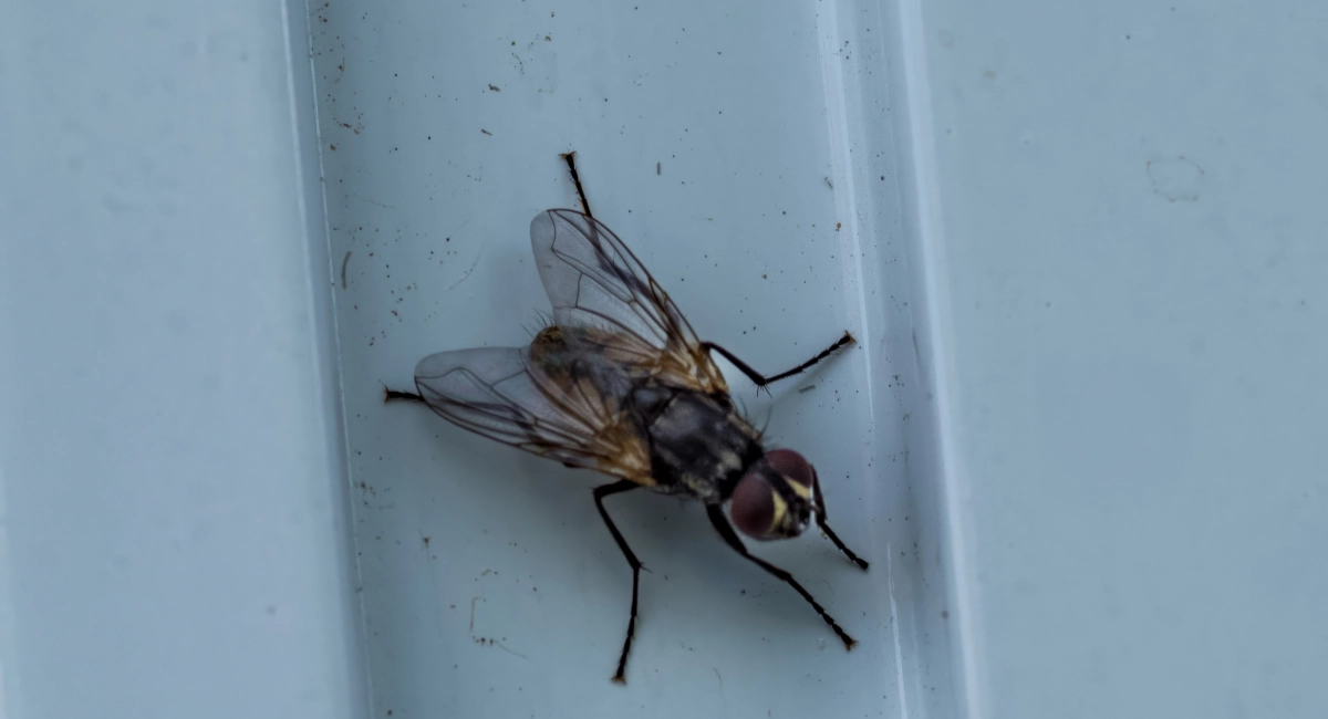 house fly on white textured material 