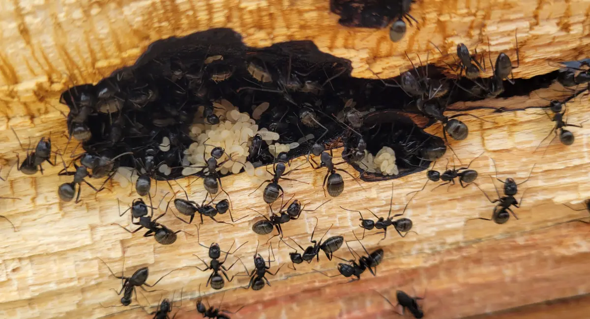 A carpenter ant colony nesting in a wood structure