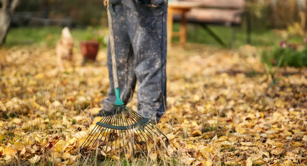 A woman raking leaves in a backyard