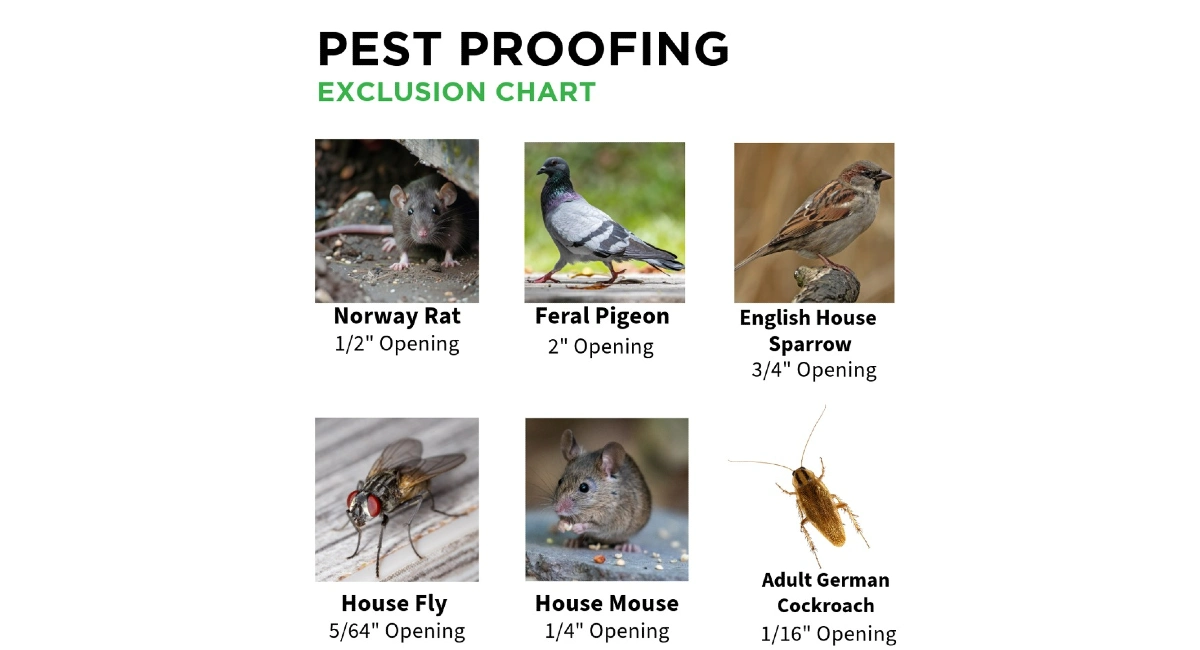 pest-proofing