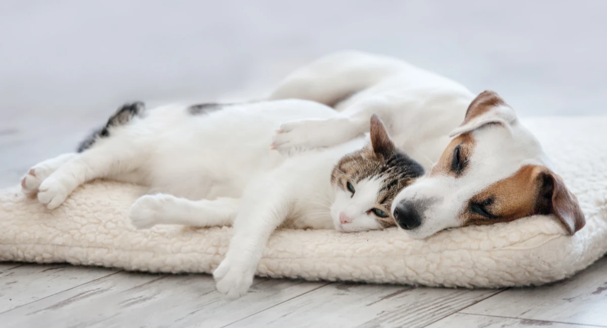 Cat and dog sleeping together 