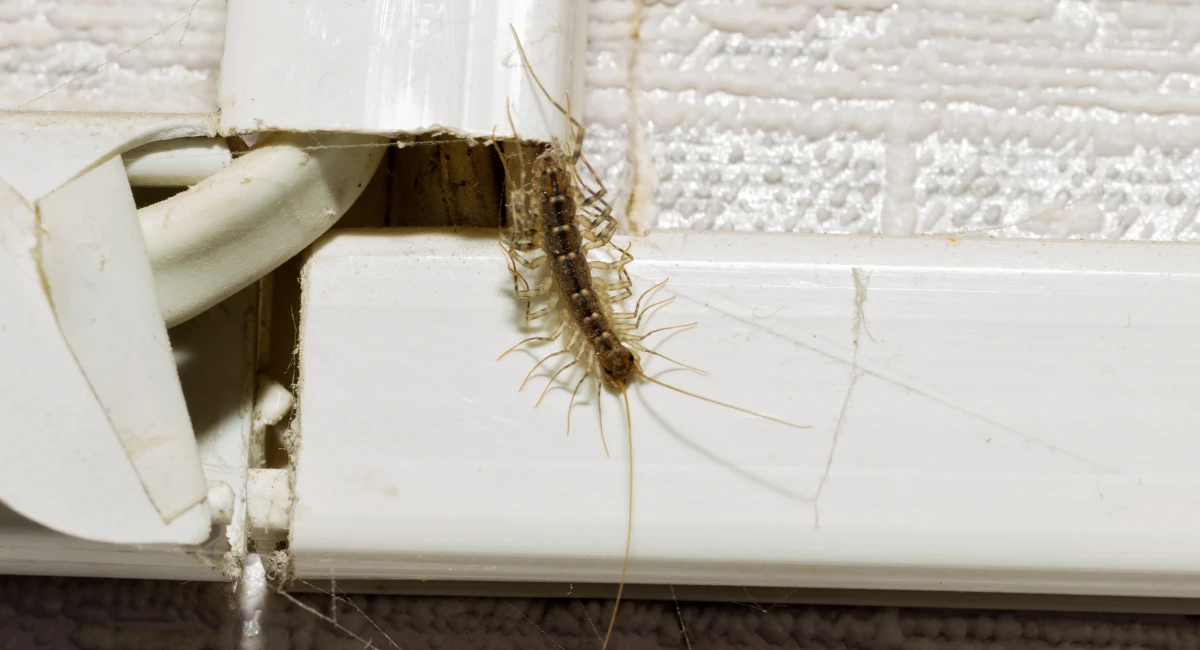 centipede crawls out of electrical wires