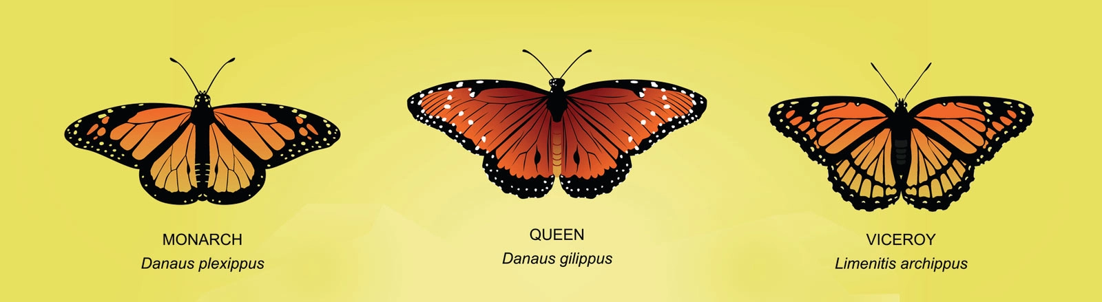 Monarch, queen and viceroy butterflies with scientific names 