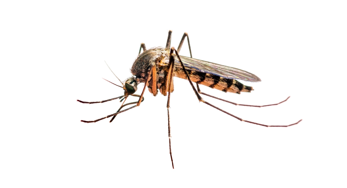 Closeup of a mosquito