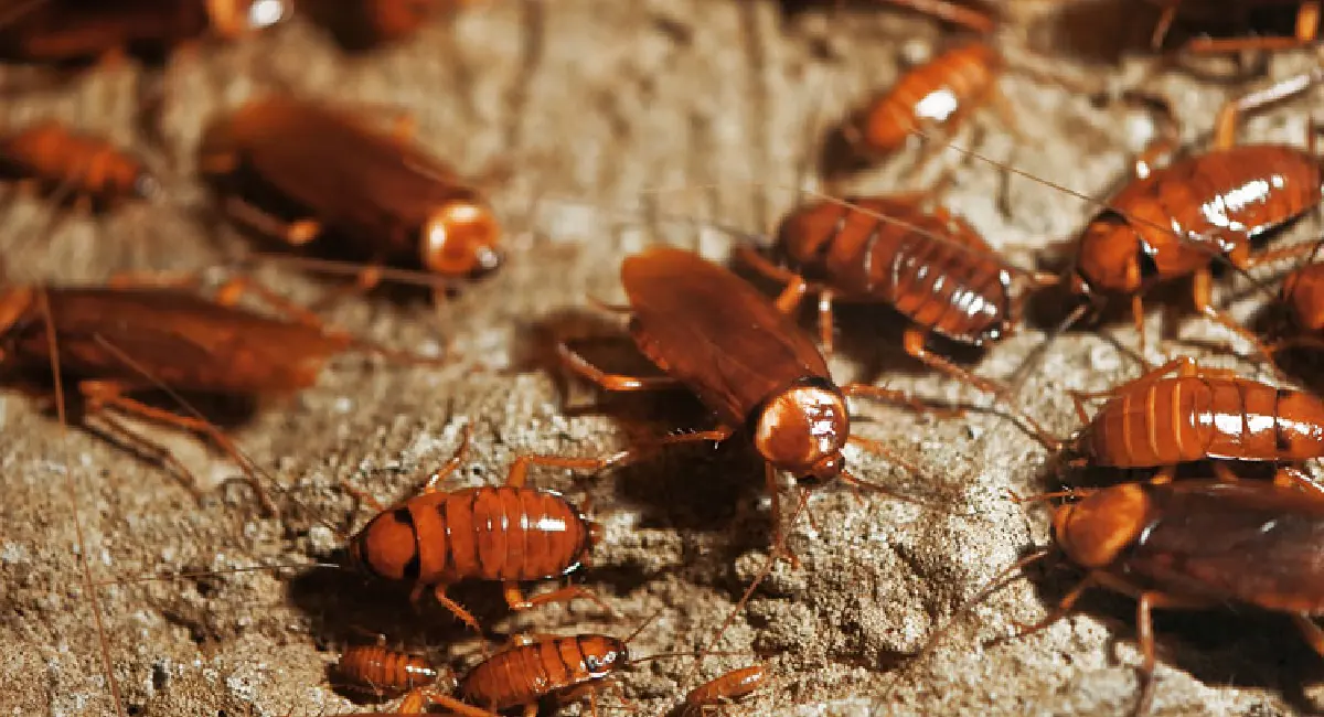 group of cockroaches  