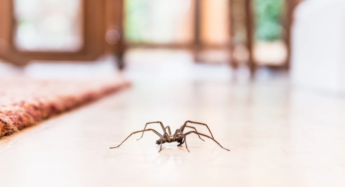 common house spider on floor by carpet