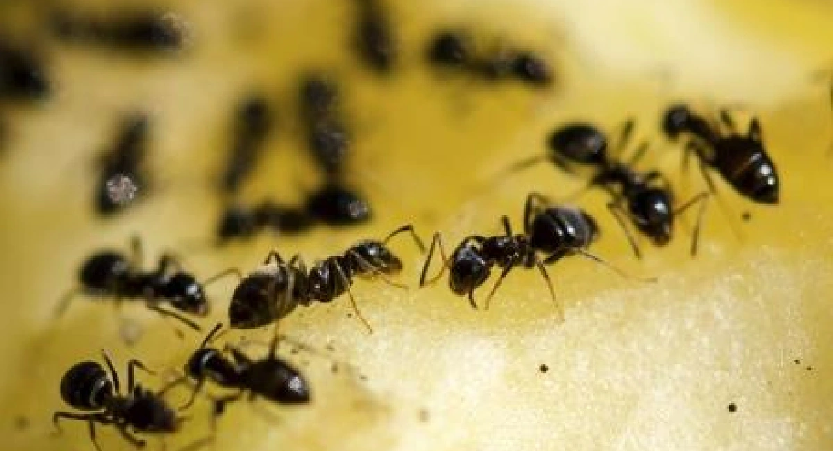 Ant on fruit