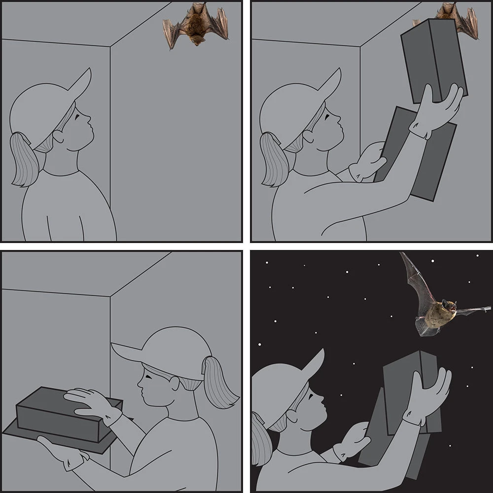 Bat capture at home