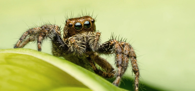 spider very close up to see its big eyes