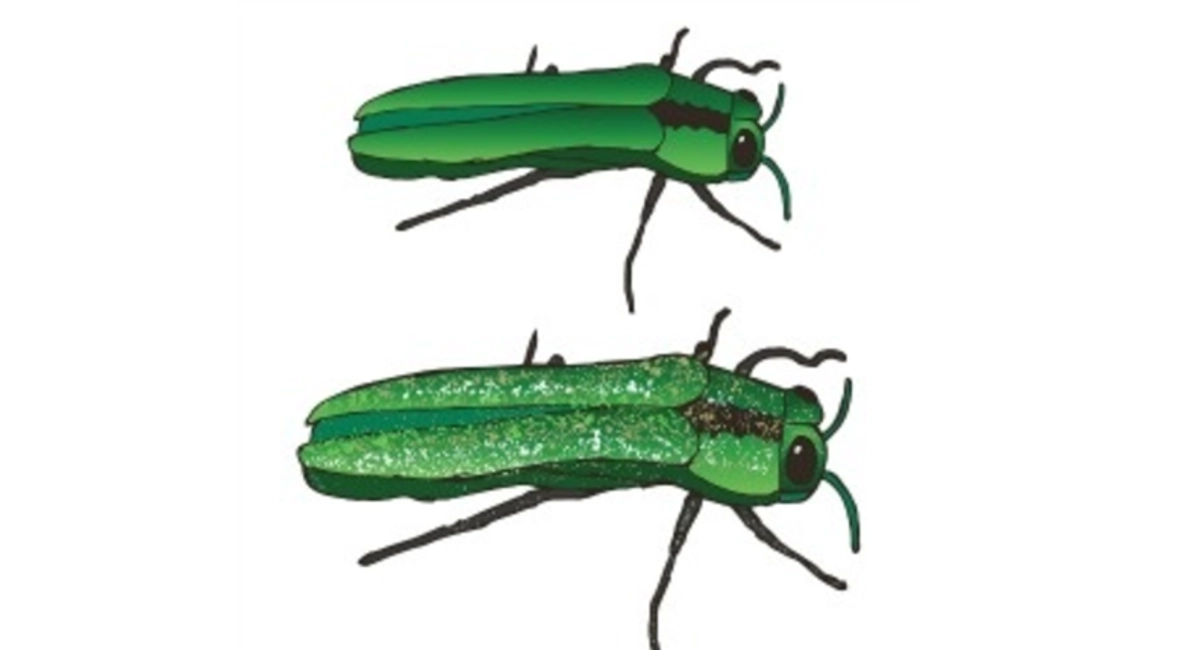 Emerald Ash Borer Artwork