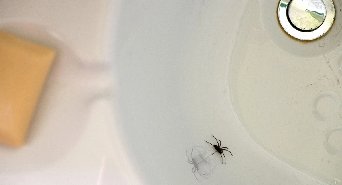 Spider climbing up bath tub 